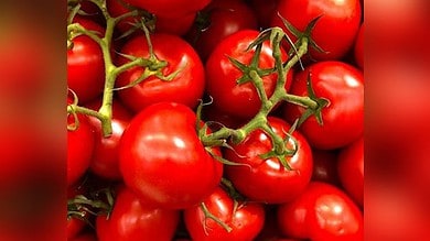 Tomato price skyrockets in Hyderabad due to rainfall in Telangana