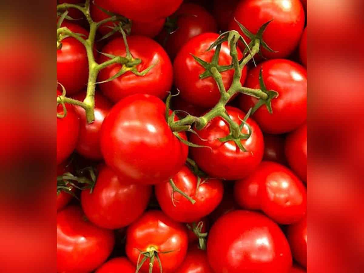 Tomato price skyrockets in Hyderabad due to rainfall in Telangana