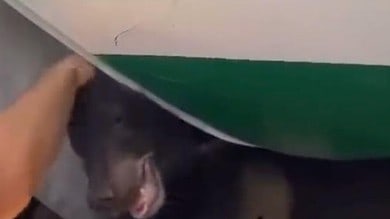 Watch: Bear cub sedated at Dubai airport after escaping from crate