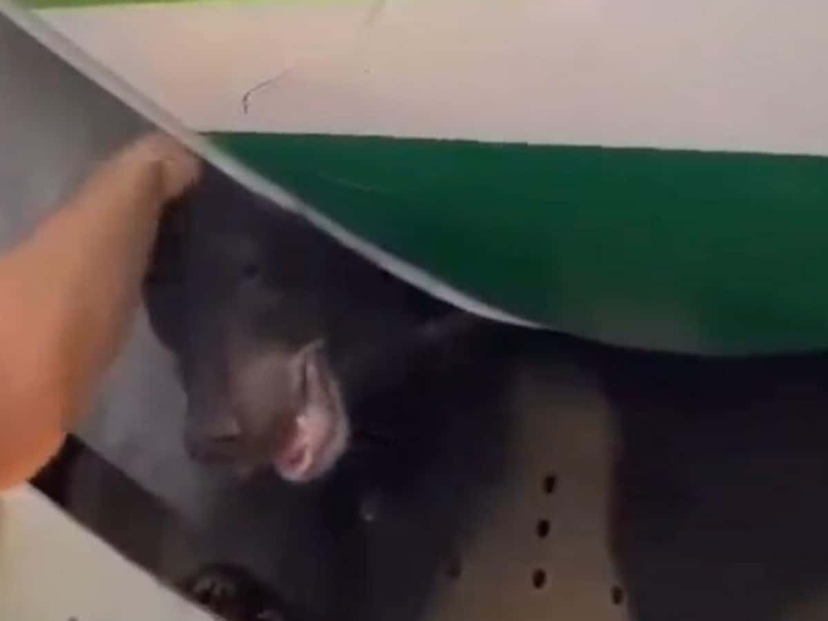 Watch: Bear cub sedated at Dubai airport after escaping from crate