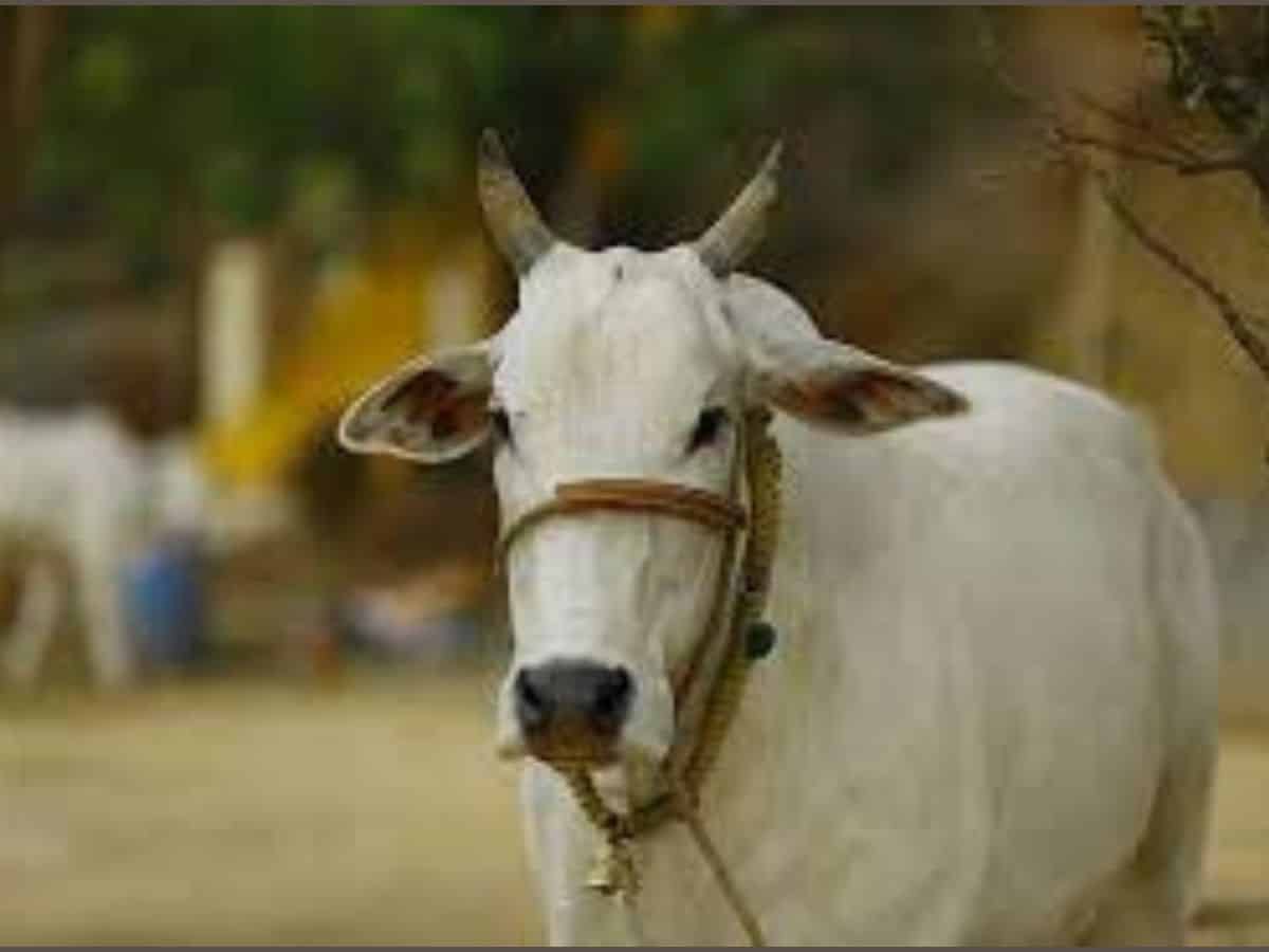 Doctors remove 30 kg of plastic from stomach of cow in Odisha