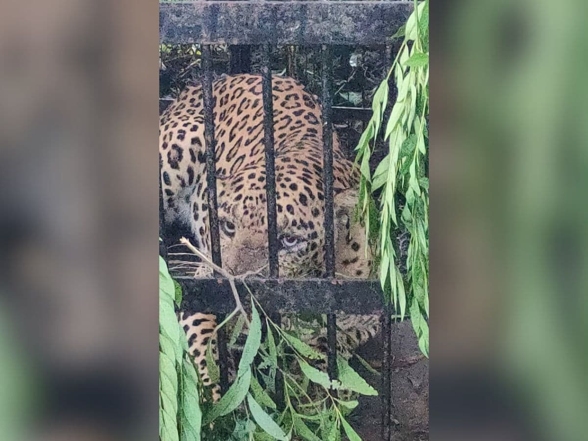 Fourth leopard trapped near 7th mile on Alipiri - Tirumala walkway