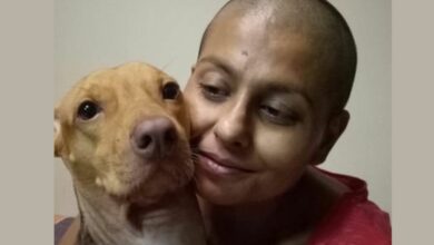 Mumbai: Stray dog loses eye in acid attack; rescued by celebrity