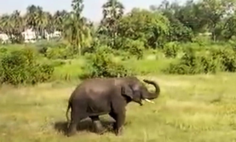 Elephant attack: Locals hold massive protest in Wayanad