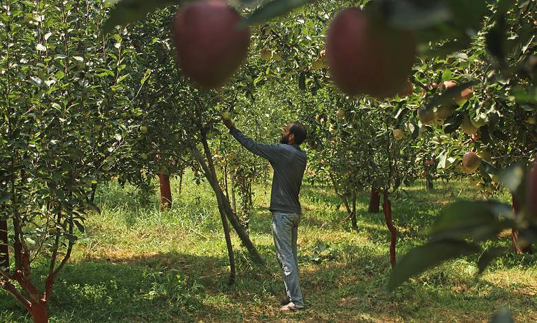 Kashmir’s apple faces major setback due to scab fungus outbreak