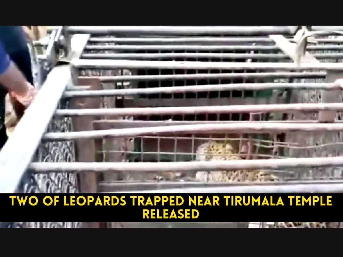 Two of leopards trapped near Tirumala temple released