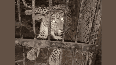 AP: Fifth leopard captured on Tirumala temple walkway