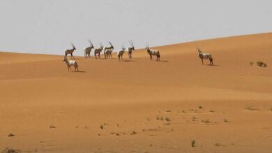 UNESCO designates Saudi Arabia’s Uruq Bani Ma’arid Reserve as World Heritage site