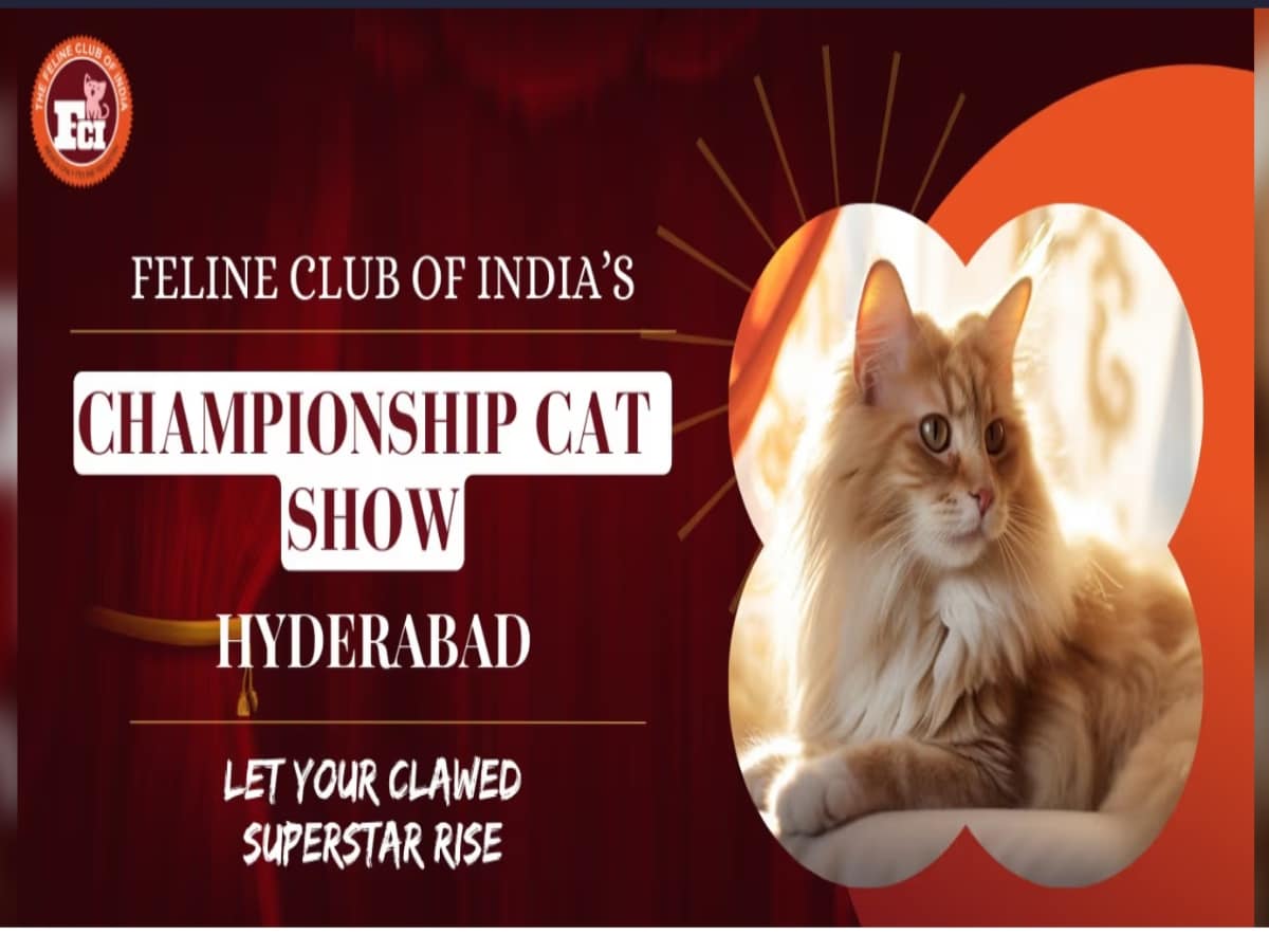 Biggest cat show in Hyderabad: Date, tickets and venue