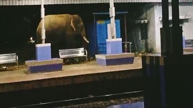 Video: Elephant spotted roaming in Andhra railway station, villagers in panic