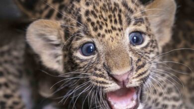 leopard cub