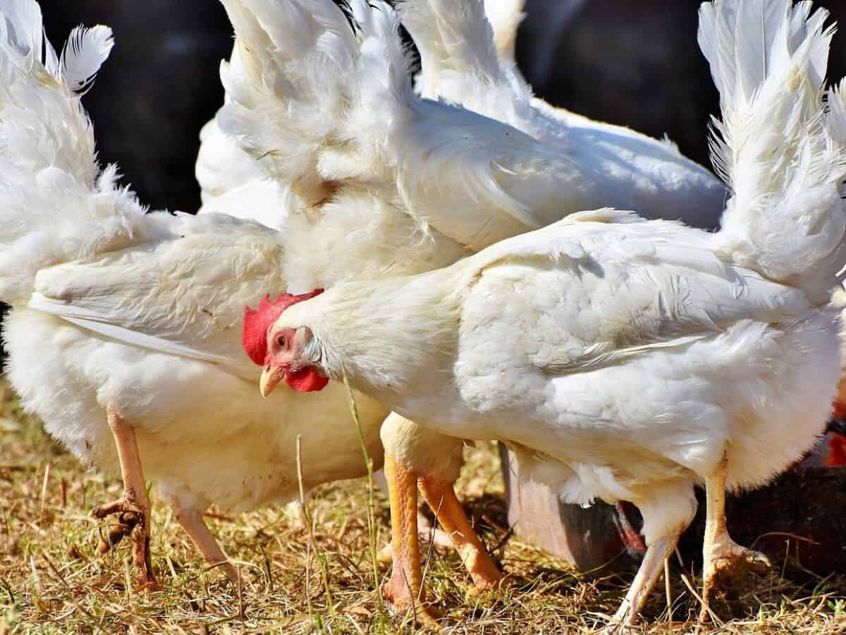 Why chicken rates in Hyderabad declined by over 22 pc in 20 days?
