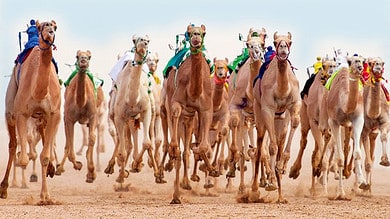 Saudi Arabia designates 2024 as ‘Year of Camels’