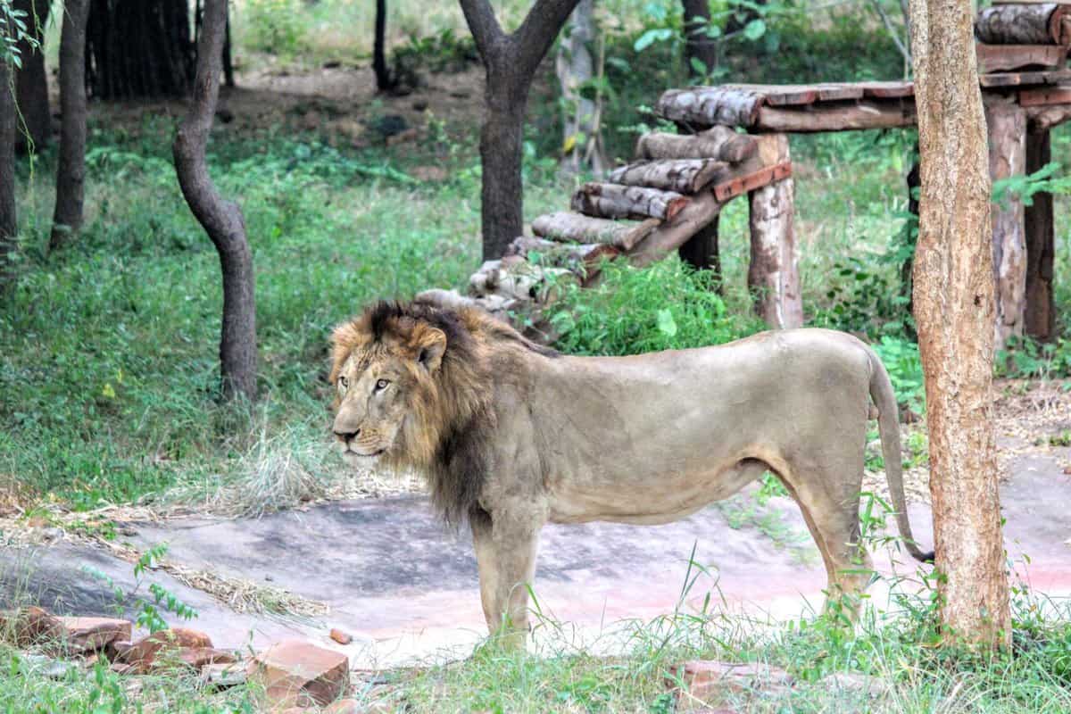 Selfie-seeker falls into Tirupati Zoo's lion enclosure, eaten by lion
