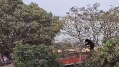 Telangana: Mesmerizing sight of sloth bear leaves commuters in awe