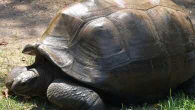 Hyderabad: 125-year-old tortoise at NZP dies due to old age