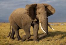 Andhra Pradesh govt requests elephants from Karnataka