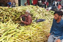 Maize, Hyderabad's favourite bhutta, arrives from Karnataka, Maha