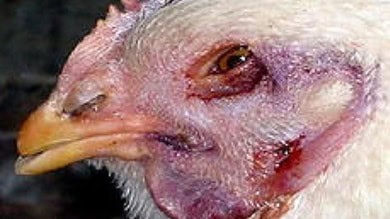 Telangana veterinary and animal husbandry officials on high alert due to spread of Avian Influenza.