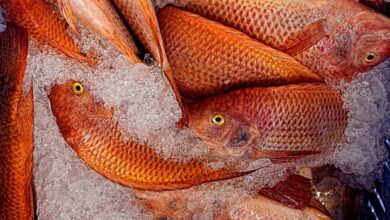 No relief as mutton, fish rates jump in Hyderabad due to chicken demand dip