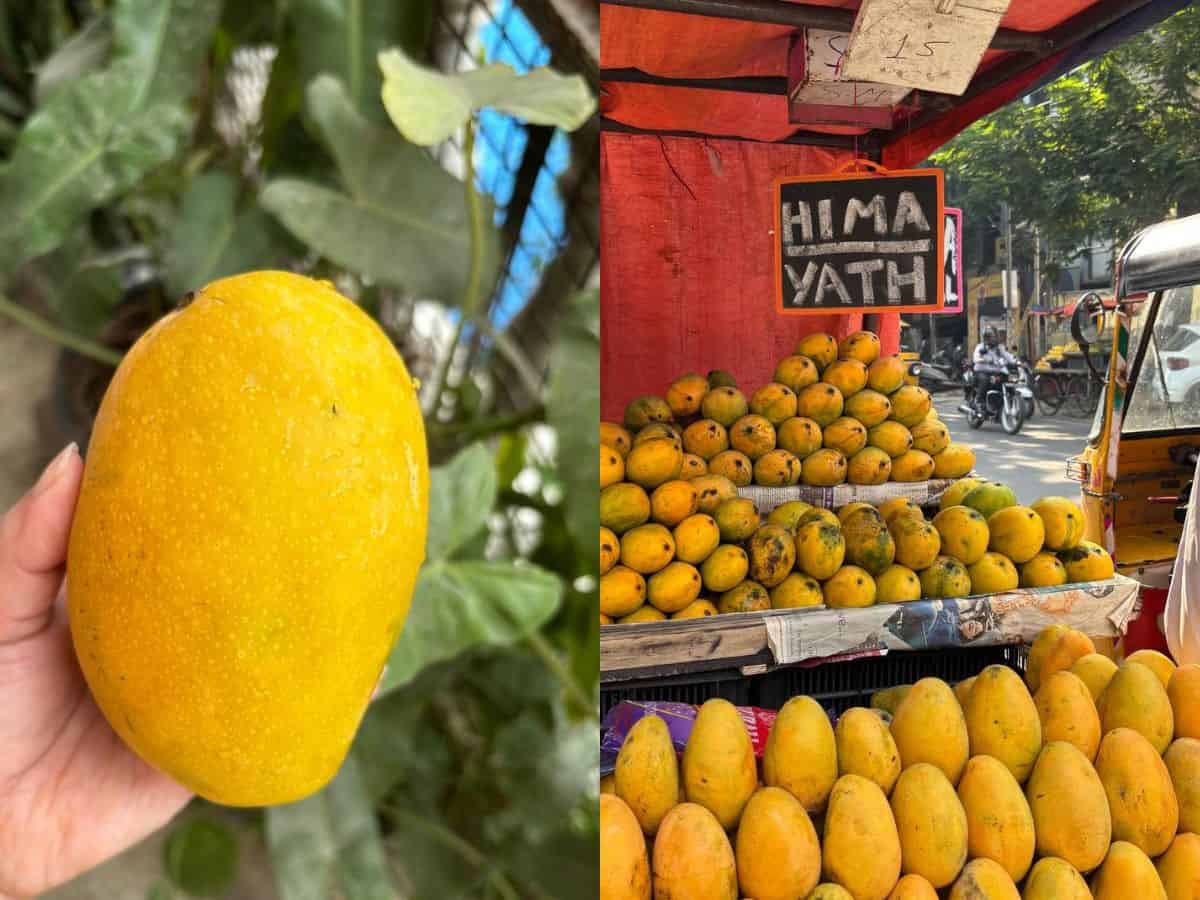 Himayat mango in Hyderabad