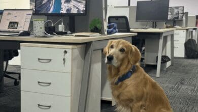 The image displays a picture of a golden retriever named Denver