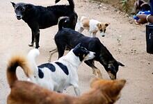 stray dog