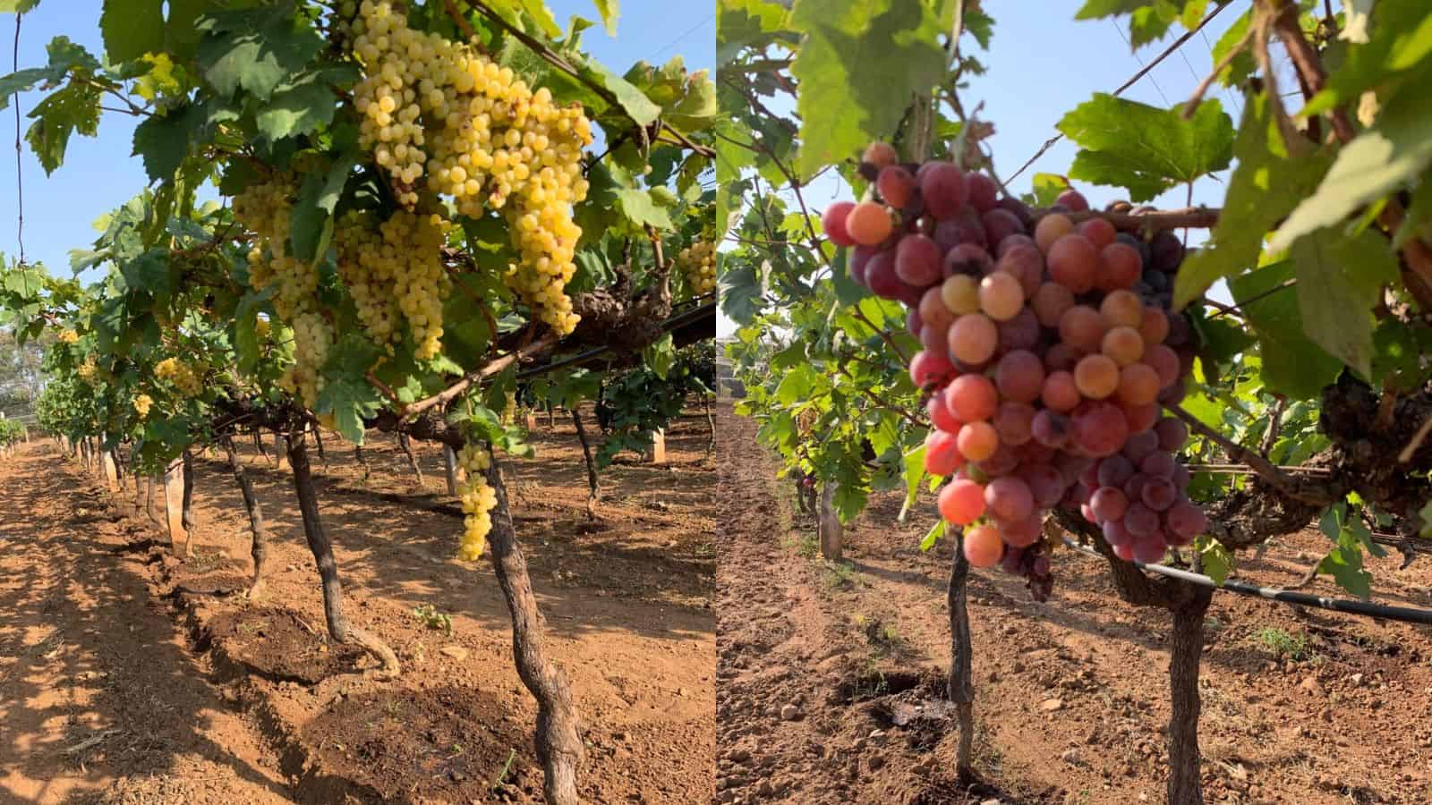 The images show grapes being cultivated at the Grapes Research Center in Rajendranagar.