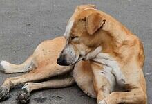 Dog lying on the ground, possibly affected by poisoning, in Telangana's Mancherial district following rec.