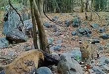 Two leopards spotted in dense Telangana forest, captured in viral footage.