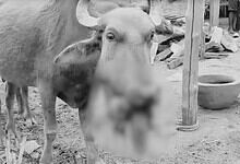 An injured buffalo in Mancherial