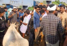 Dairy farmers protest after Muslims boycott cow slaughter in Karnataka's Hassan