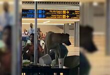 Dog lying on luggage at airport terminal with travelers and signage in background.