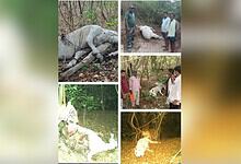 A dead elephant lying in the forest with people inspecting the scene.