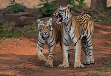 A tiger cub walking alongside an adult tiger in a natural forest setting.