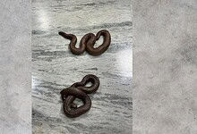 Close-up of two brown snakes intertwined on a grey marble surface.