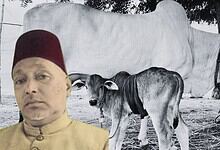 A man wearing a traditional red cap and beige kurta standing outdoors with a white cow and calf in the ba.