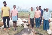 The image shows cows dead after lightning struck a cattle shed in Ankampally village of Tadwai mandal in Mulugu district on Friday midnight, June 26.