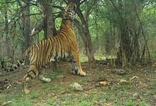Amrabad Tiger Reserve