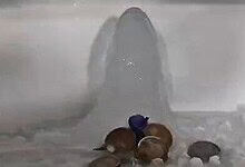 Family's pet animals near an ice formation resembling a Shivling in a freezer.