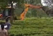 Elephant stands before earthmover in Assam forest