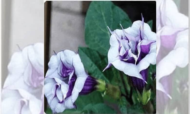 Karnataka: Amazon, Swiggy licences suspended over datura sale