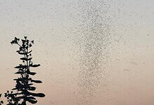 Large swarm of insects flying in the sky during sunset or sunrise.
