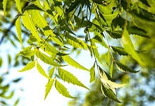 Close-up of green neem tree leaves against a bright sky background.