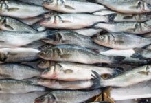 Fresh fish displayed at a market in Hyderabad, highlighting concerns over fish fed with chicken waste.