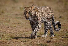 Leopard walking across dry grassland in Kamareddy district, India.