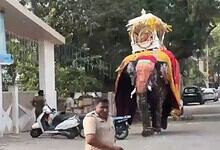 Elephant with howdah damaged during Dussehra procession in Hyderabad.